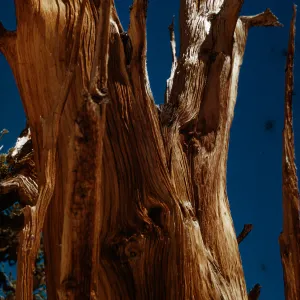 Trip to Ancient Bristlecone Forest, Inyo National Forest w/Neil Muller, 1960-68