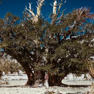 Trip to Ancient Bristlecone Forest, Inyo National Forest w/Neil Muller, 1960-68