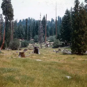 Giant Sequoia stumps, Logged area, Santa Barbara Botanic Garden trip, Sequoia National Park, 1961,