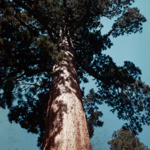 Sequoia tree, Santa Barbara Botanic Garden trip, Sequoia National Park, 1961