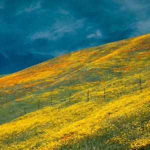 Coreopsis, Gorman
