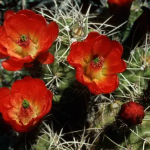 Echinocereus trigochidiatus
