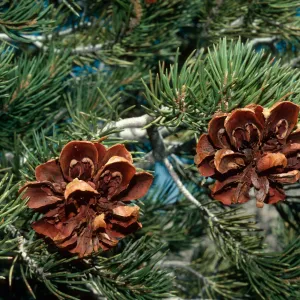 Pinus monophylla, Single-leaf Pinyon, New York Mountains, Mojave Desert Preserve