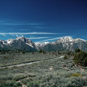Artemisia tridentata, Juniperus osteosperma, Hot Creek, S.W. of Mammoth Lakes, W. toward Sierra Crest, Mono County