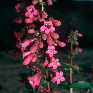 Penstemon, mouth of Sweeney Canyon, Anza-Borrego