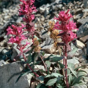 Penstemon calcareus, Last Chance Mountains, Inyo County