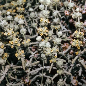 Buddleja utahensis, Last Chance Mountains, Inyo County