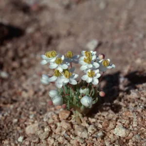 Canbya candida, Walker Pass, Kern County, Elev. 4500 ft