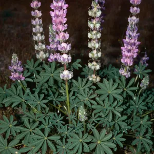 Lupinus odoratus, California City-Randsburg Road, Kern County
