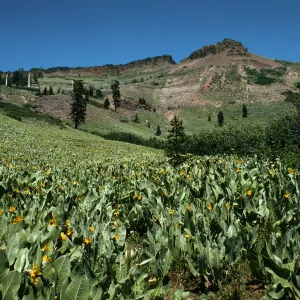 Wyethia, â€œmeadowâ€, dry, south slope, stony soil, near Tinkers Nob (Cedars), 8000 ft