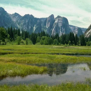 Carex, montane meadow, Yosemite Valley
