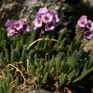 Polemonium eximlum, summit of Mt. Dana, E boundary, Yosemite National Park