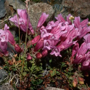 Penstemon davidsonii, Mt. Dana, Yosemite National Park