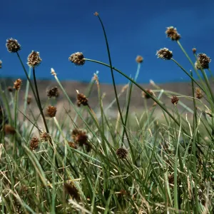 Carex, Mt. Dana, Elev. 12,000 ft.