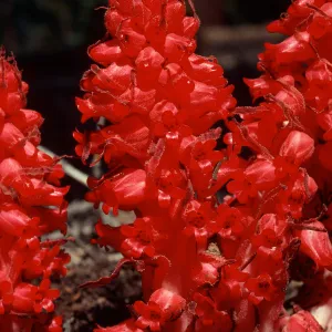 Sarcodes sanguinea, Sherman Pass, Tulare County