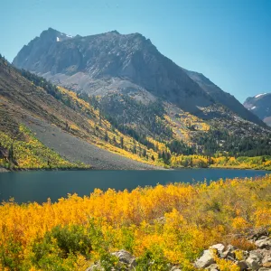 Populus tremuloides, Grant Lake, Carson Pass, June Lake loop, Mono County