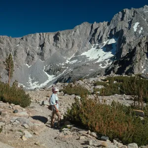 Pinus albicaulis forming Krummholz, E side Kearsarge Pass, Sierra Nevada, 11,000 ft.