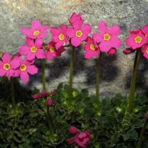 Primula suffrutescens