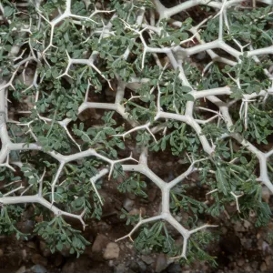 Psorothamnus fremontii