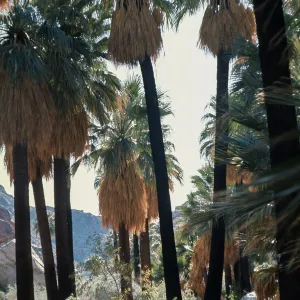 Washingtonia filifera, Borrego Palm Canyon, Anza-Borrego Desert State Park, San Diego County