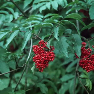 Sambucus racemosa, Red Elderberry, Waldport, Oregon