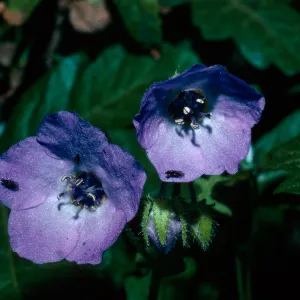 Pholistoma auritum, Fiesta flower, under oak canopies