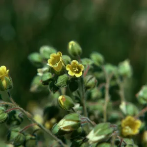 Emmenanthe penduliflora, on top, flat area, 1600 ft., Cowan Creek, Humboldt County