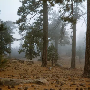 Southern California montane forest, Note: no understory in South, Elev. 6300 ft., San Rafael Mountains, Santa Barbara County