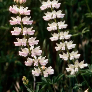 Lupinus microcarpus var. densiflorus