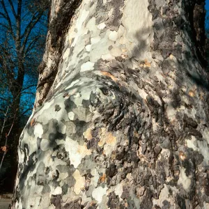 Platanus racemosa