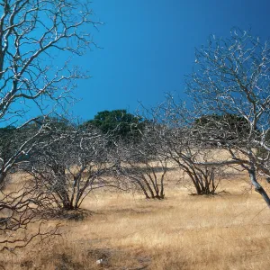Aesculus, Contra Costa County