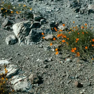 Eschscholzia californica, Coreopsis bigelovii, Serpentine outcrop, Sedgwick, Santa Barbara County