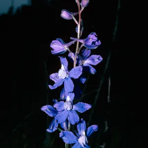 Delphinium parryi (?), Nipomo Mesa, San Luis Obispo County