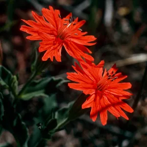 Silene californica, Piute Mountains, South of Bodfish, Kern County