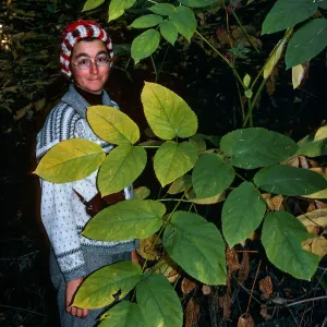 Aralia californica, Napa State Park, Napa County, Nancy Vivrette