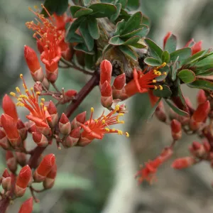 Fouquieria splendens, Coyote Canyon, Borrego Valley, Anza-Borrego State Park, San Diego County