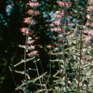 Salvia leucophylla, Santa Ynez Valley, Sedgwick show, Santa Barbara County