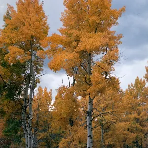 Populus, Green Creek, South of Bridgeport, Mono County