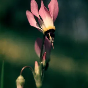 Dodecatheon clevelandii, Sedgwick show, Figueroa Mountain, Santa Barbara County