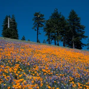Eschscholzia (California Poppy) Lupinus (Lupine), Figueroa Mountain, Santa Barbara County