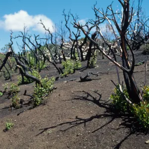 Heteromeles, Quercus berberidifolia, Marre Burn, Figueroa Mountain, Santa Barbara County