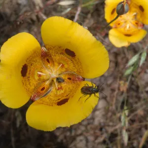 Astia, Bear Valley, Colusa County