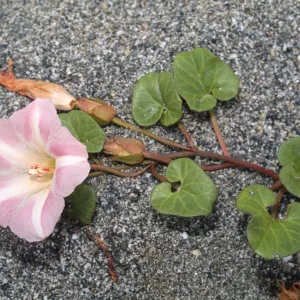 Calystegia soldanella, dry Lagoon Beach, Humboldt-Del Norte, June