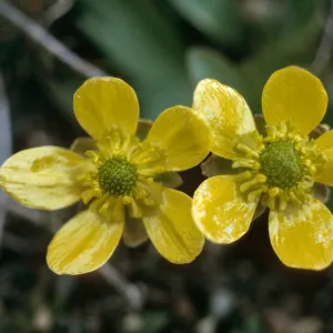 Ranunculus species, graveyard, Nicola, British Columbia, 3000 ft., March 22, 1968