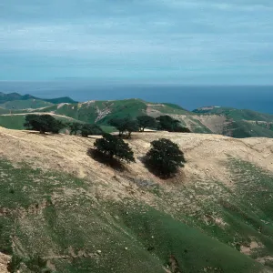 Quercus tomentella, Santa Rosa Island