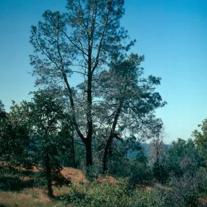 Pinus sabiniana, Figueroa Mountain Road, Santa Barbara County