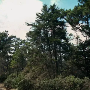 Huckleberry Hill, Monterey County