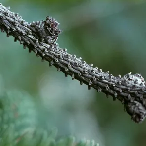 Picea sitchensis, Patricks Point State Park