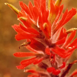 Castilleja