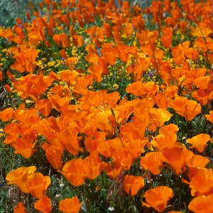 Eschscholzia ( California Poppy), Antelope Valley